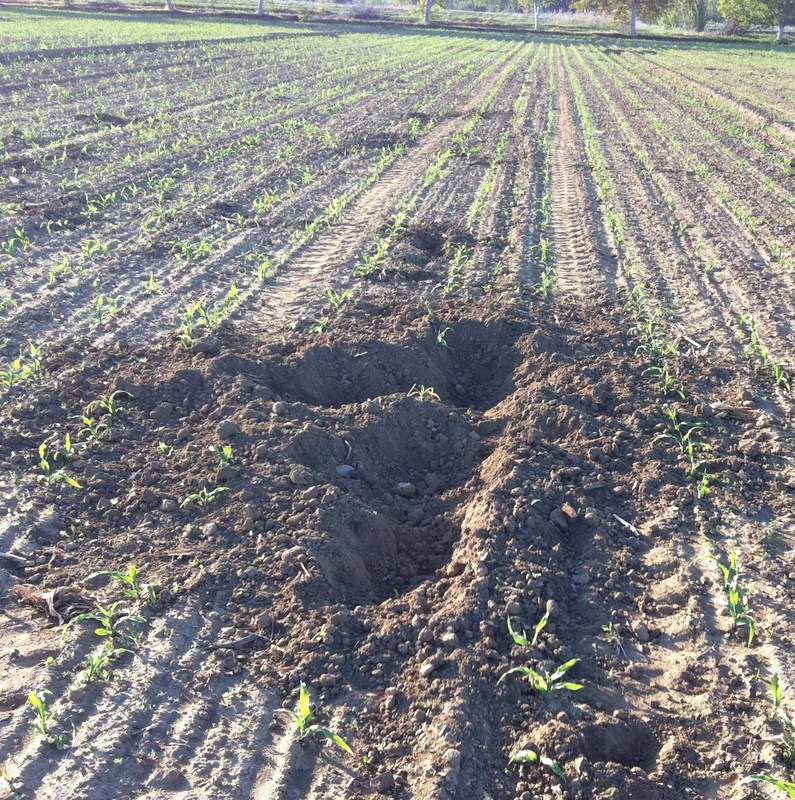 Los agricultores del Esla denuncian los daños que causa el jabalí en el maíz